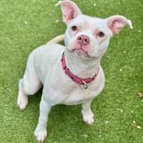 Thumbnail photo of Sasha(Mall Of NH) #1