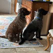 Thumbnail photo of Boomer #4