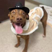 Thumbnail photo of Cappuccino #1