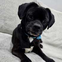 Thumbnail photo of Moon #2