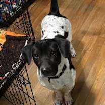 Thumbnail photo of Chopper #3