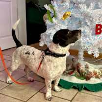 Thumbnail photo of Chopper #4