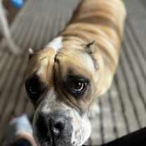 Thumbnail photo of Paquita #4