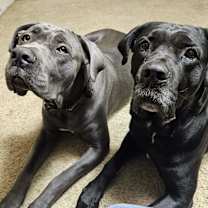 Thumbnail photo of Athena #4