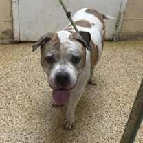 Thumbnail photo of Queenie #4