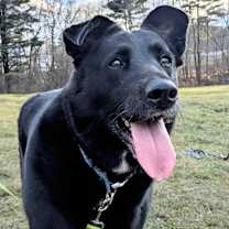 Thumbnail photo of Harley #2