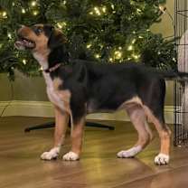 Thumbnail photo of Holly #1