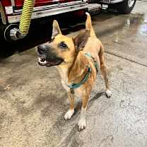 Thumbnail photo of Cider #1