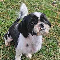 Thumbnail photo of Edison #4