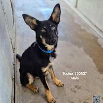 Thumbnail photo of Tucker #3