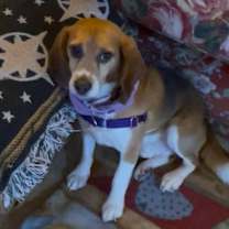 Thumbnail photo of Douglas #1