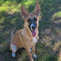 Thumbnail photo of Sphinx DD #1