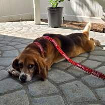 Thumbnail photo of Douglas #2