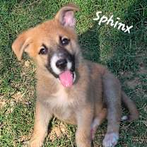 Thumbnail photo of Sphinx DD #2