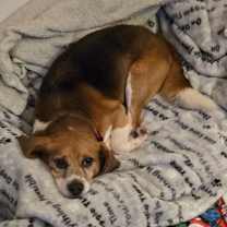 Thumbnail photo of Douglas #3