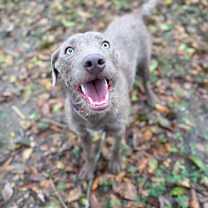 Thumbnail photo of Carp #2