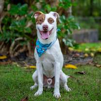 Thumbnail photo of Rusty #2