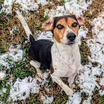 Thumbnail photo of Smeagle the Beagle #1