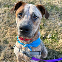 Thumbnail photo of Wonder P4P #1