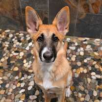 Thumbnail photo of Sphinx DD #3