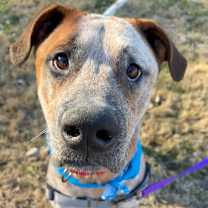 Thumbnail photo of Wonder P4P #2