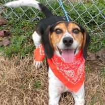 Thumbnail photo of Smeagle the Beagle #3