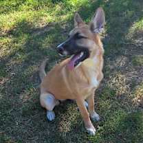 Thumbnail photo of Sphinx DD #4