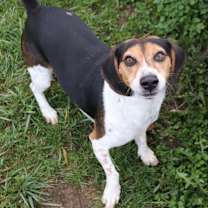 Thumbnail photo of Smeagle the Beagle #4