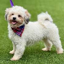 Thumbnail photo of Remy #3