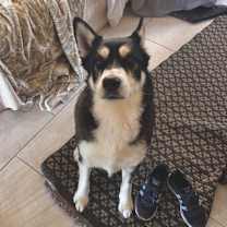 Thumbnail photo of Zeiss #1