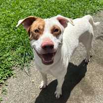 Thumbnail photo of Rusty #4