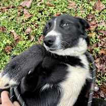 Thumbnail photo of Cheese #2