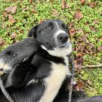 Thumbnail photo of Cheese #3