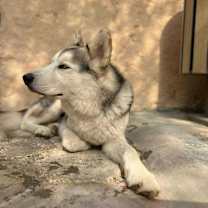 Thumbnail photo of Diesel #2