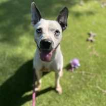 Thumbnail photo of Bowie #2