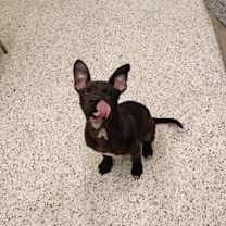 Thumbnail photo of Alfie #1