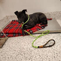 Thumbnail photo of Aster #1