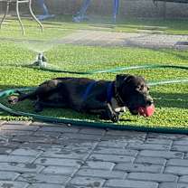 Thumbnail photo of Loki #3