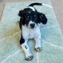 Thumbnail photo of Mistletoe #4