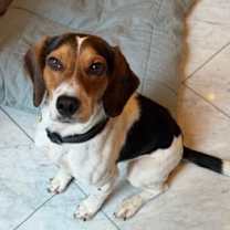 Thumbnail photo of Pruitt #2