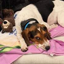 Thumbnail photo of Pruitt #4