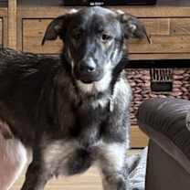 Thumbnail photo of Olaf #1