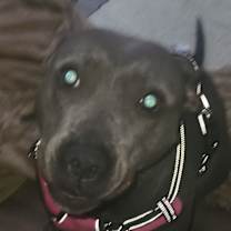 Thumbnail photo of Bella #1