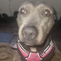 Thumbnail photo of Bella #2