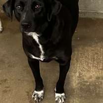 Thumbnail photo of Duke~SPONSORED! #2