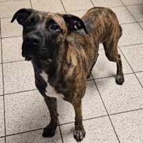 Thumbnail photo of Harlan #1