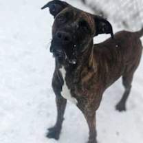 Thumbnail photo of Harlan #2