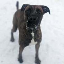 Thumbnail photo of Harlan #3