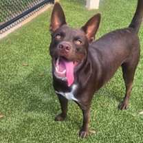 Thumbnail photo of Bandit #2