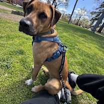 Thumbnail photo of Leo #3